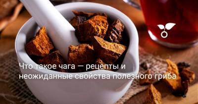 Что такое чага — рецепты и неожиданные свойства полезного гриба - botanichka.ru - Россия - Эстония - Сша - Корея - Финляндия