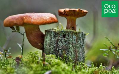Съедобный или нет: 7 грибов, о которых вечно спорят - ogorod.ru