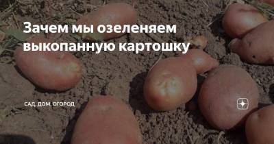 Зачем мы озеленяем выкопанную картошку - zen.yandex.ru