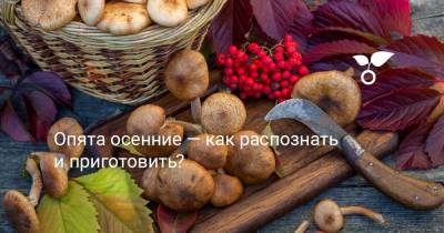 Опята осенние — как распознать и приготовить? - botanichka.ru - Россия