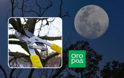 Лунный календарь обрезки деревьев: осень – зима 2020 - ogorod.ru