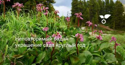 Неповторимый бадан — украшение сада круглый год - botanichka.ru