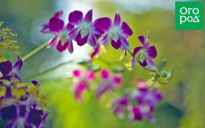 Аромат орхидей: популярные сорта цветов с запахом - ogorod.ru