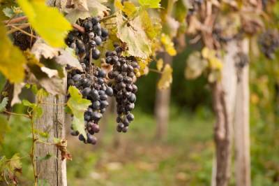 Чем подкормить виноград осенью перед обрезкой и укрытием - ogorod.ru