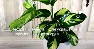 Пёстрая ктенанта — для украшения современных интерьеров - botanichka.ru