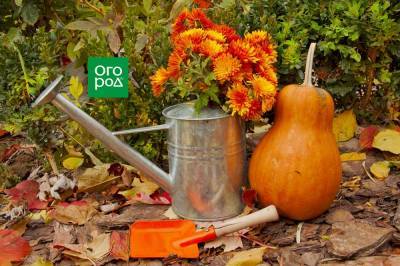30 дел в саду, огороде и цветнике в октябре - ogorod.ru
