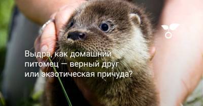 Выдра, как домашний питомец — верный друг или экзотическая причуда? - botanichka.ru