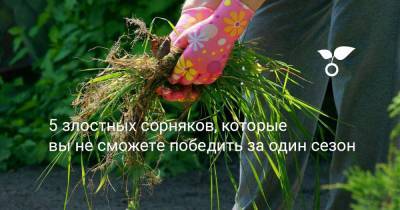 5 злостных сорняков, которые вы не сможете победить за один сезон - botanichka.ru