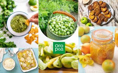 Что можно приготовить из зеленых помидоров – рецепты закаток и не только - ogorod.ru