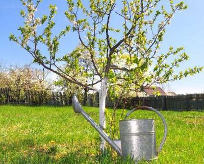 Как правильно поливать яблоню и другие плодовые деревья весной, летом и осенью: сколько воды нужно для полива - countryhouse.pro