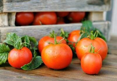 Где, как и сколько хранить собранные помидоры - ogorod.ru - Сша