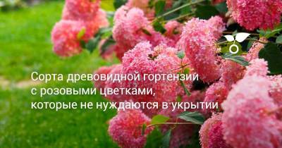 Сорта древовидной гортензии с розовыми цветками, которые не нуждаются в укрытии - botanichka.ru