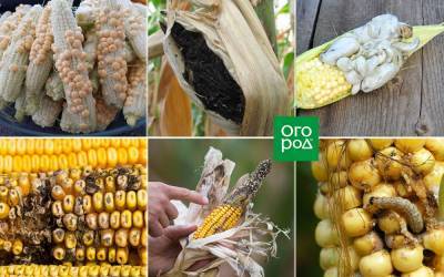 Что с кукурузой? 6 самых частых проблем с початками - ogorod.ru
