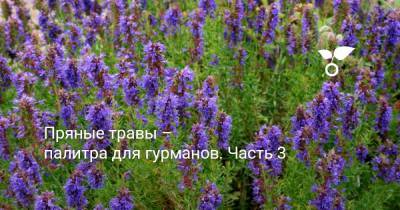 Пряные травы – палитра для гурманов. Часть 3 - botanichka.ru