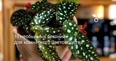 10 необычных бегоний для комнатного цветоводства - botanichka.ru