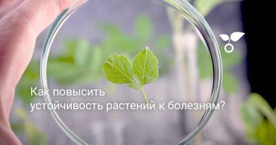 Как повысить устойчивость растений к болезням? - botanichka.ru