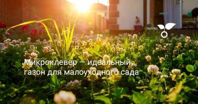 Микроклевер — идеальный газон для малоуходного сада - botanichka.ru