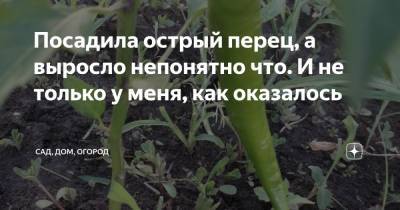Посадила острый перец, а выросло непонятно что. И не только у меня, как оказалось - zen.yandex.ru