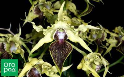 Малоизвестные виды орхидей – как выглядят, как вырастить дома - ogorod.ru