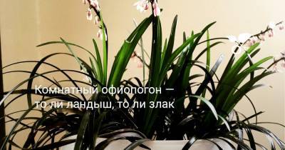 Комнатный офиопогон — то ли ландыш, то ли злак - botanichka.ru