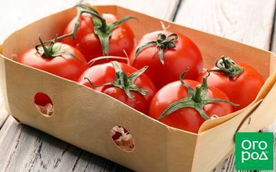 6 сортов томатов, которые можно хранить до Нового года - ogorod.ru