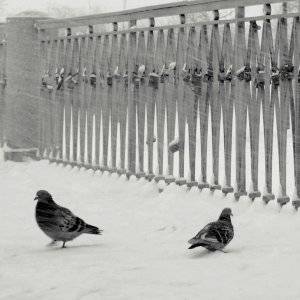 Чем кормить голубей в парках и на площадях, чтобы не навредить? - vusadebke.com