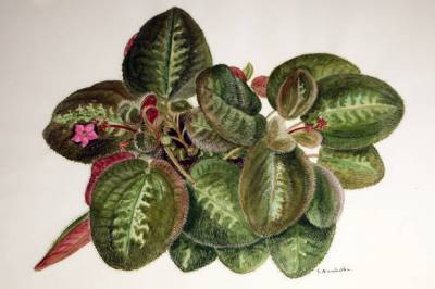Бертолония - драгоценное растение - greeninfo.ru - Бразилия