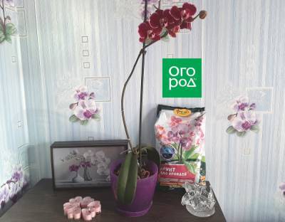 Что делать, если гниет цветущая орхидея – мастер-класс с фото - ogorod.ru