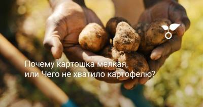 Почему картошка мелкая, или Чего не хватило картофелю? - botanichka.ru