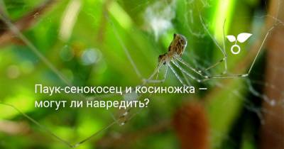 Паук-сенокосец и косиножка — могут ли навредить? - botanichka.ru