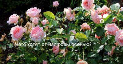Чего хотят от нас розы осенью? - botanichka.ru