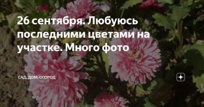 26 сентября. Любуюсь последними цветами на участке. Много фото - zen.yandex.ru