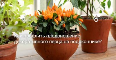 Как продлить плодоношение декоративного перца на подоконнике? - botanichka.ru