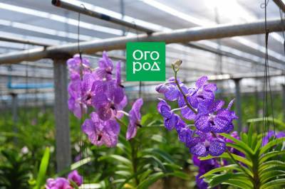 Нестандартные способы выращивания эпифитных орхидей - ogorod.ru