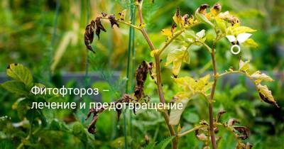 Фитофтороз – лечение и предотвращение - botanichka.ru