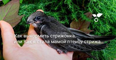 Как выкормить стрижонка, или Как я стала мамой птенцу стрижа - botanichka.ru