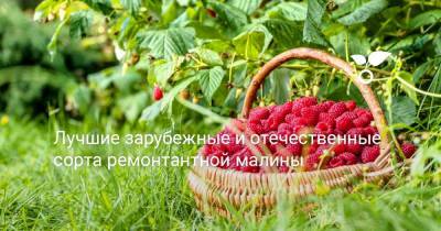 Лучшие зарубежные и отечественные сорта ремонтантной малины - botanichka.ru