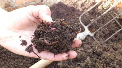 Подкормка для червей в сентябре увеличивает плодородие почвы - orchardo.ru