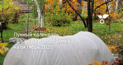 Лунный календарь садовода и огородника на октябрь 2020 - botanichka.ru