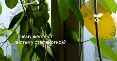 Почему желтеют листья у стефанотиса? - botanichka.ru