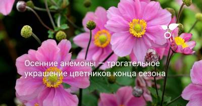 Осенние анемоны — трогательное украшение цветников в конце сезона - botanichka.ru