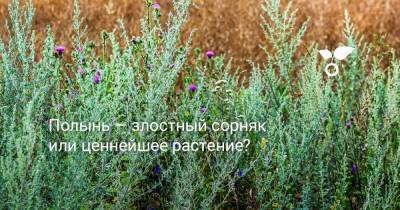 Полынь — злостный сорняк или ценнейшее растение? - botanichka.ru