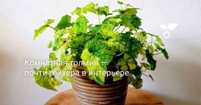 Комнатная толмия — почти гейхера в интерьере - botanichka.ru
