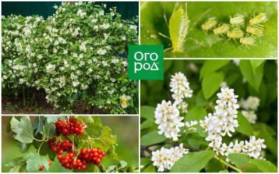 8 растений, на которых всегда есть тля - ogorod.ru - Россия