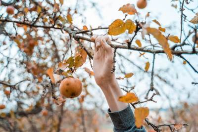 Уход за яблоней осенью – советы по правильной подготовке дерева к зиме - ogorod.ru