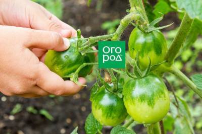 Что делать с зелеными помидорами - ogorod.ru