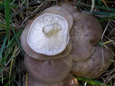 Лиофиллум коричневато-серый. Описание гриба - sad-dacha-ogorod.com