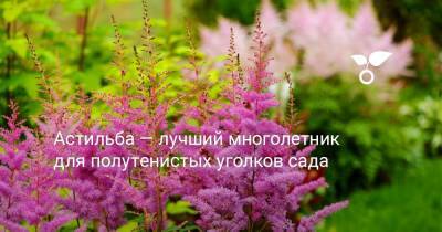 Астильба — лучший многолетник для полутенистых уголков сада - botanichka.ru