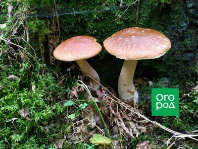 Когда собирать грибы: народные приметы в помощь любителям тихой охоты - ogorod.ru - Россия