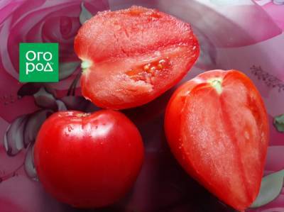 Почему помидоры безвкусные и рыхлые - ogorod.ru